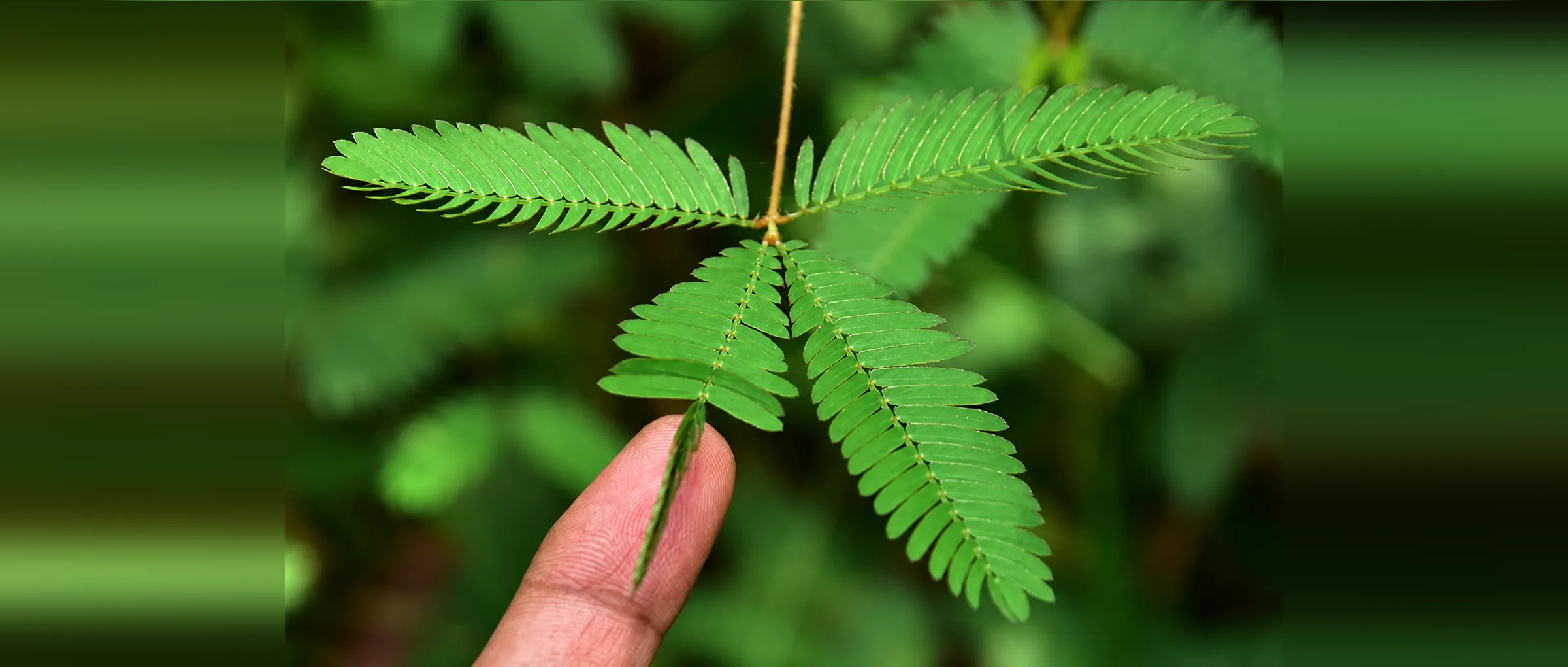 The paired leaflets of the mimosa — the geometry behind Nemov's branches